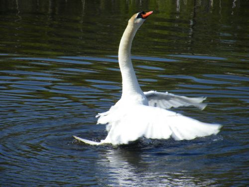 swan wild wildlife