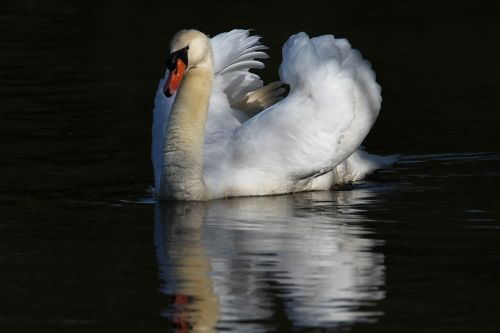 swan white pond