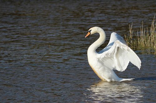 swan pond animal