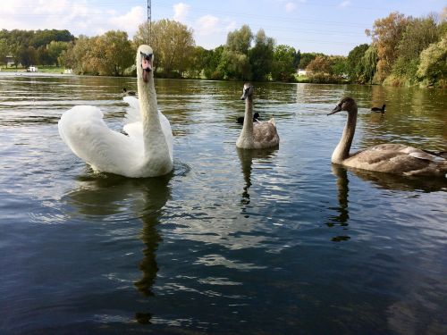 swan nature birds