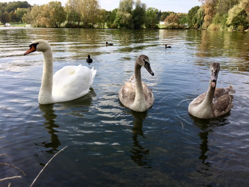 swan nature birds