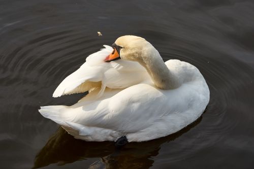 swan water bird bird