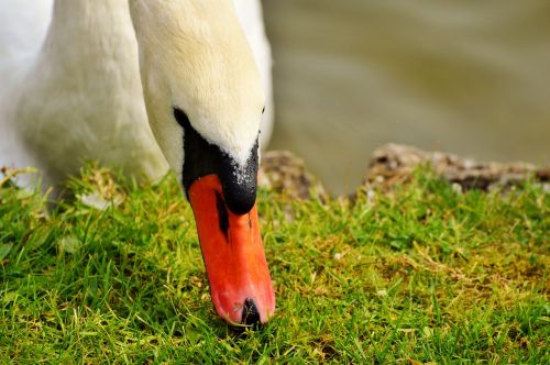 swan swan head water bird