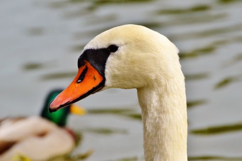 swan swan head water bird