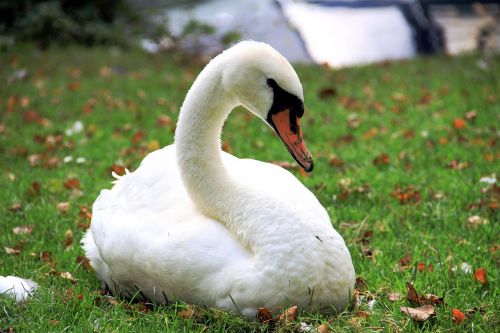 swan leaves fall foliage