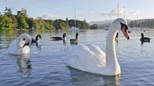 swan lake water