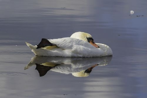 swan mute swan sleep