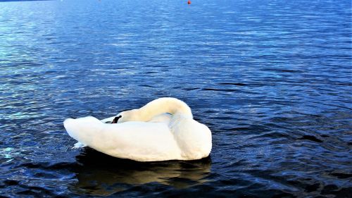 swan closeup lake