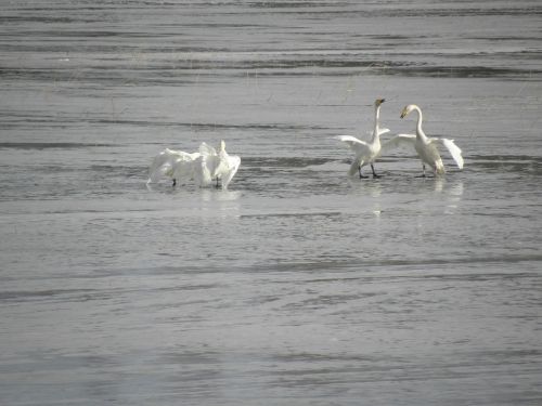 swan spring mating