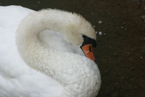 swan bird duck