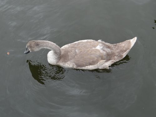 swan animals birds