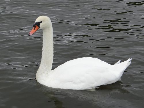 swan animals birds