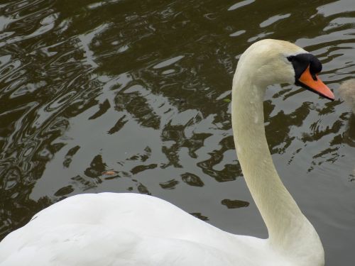swan lake animal