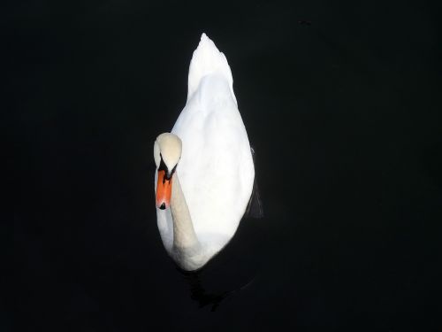 swan water white