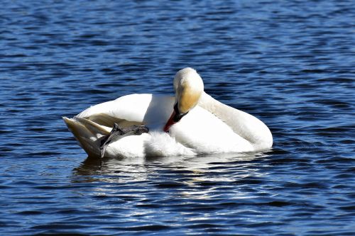 swan noble animal world