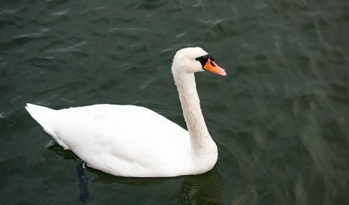 swan animal water bird