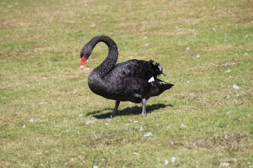 swan black meadow