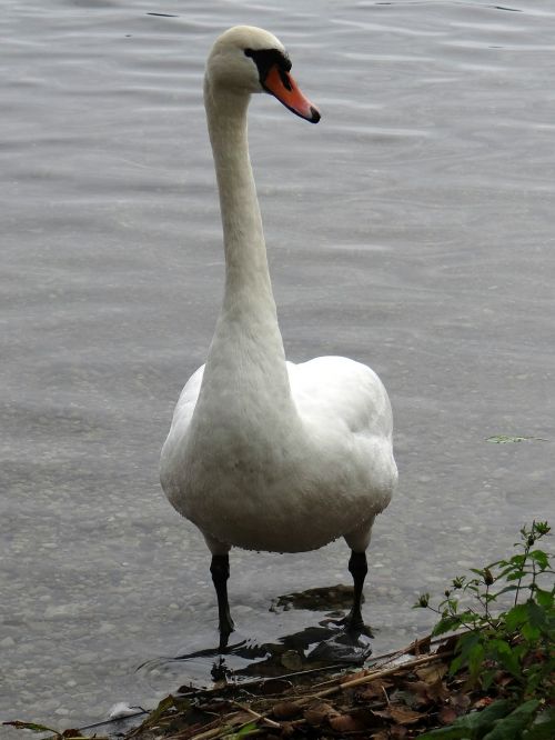 swan animals lake