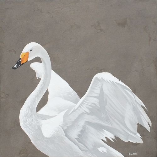 swan swans birds
