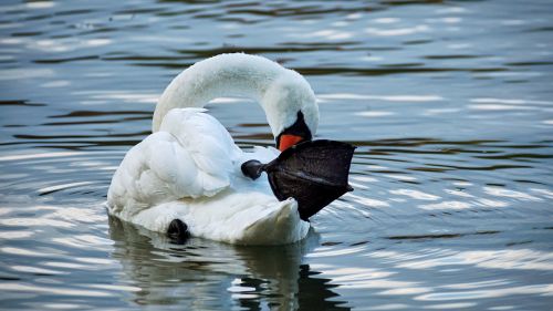 swan white swim