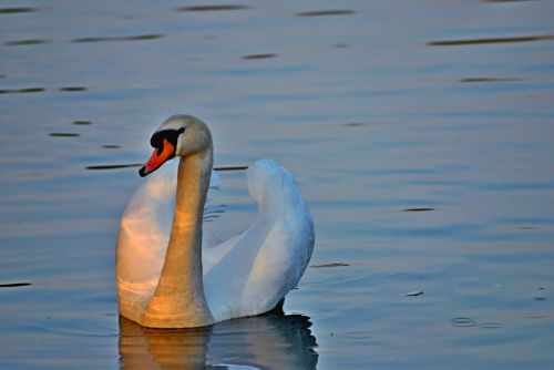 swan cygnus atratus bird