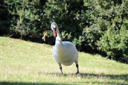 swan water bird bird