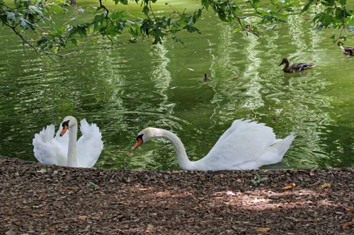 swan lake bird