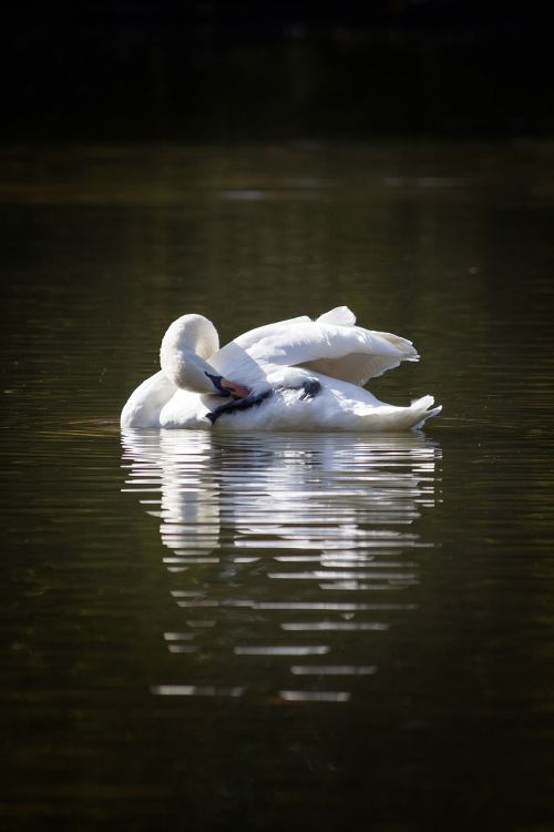 swan white lake