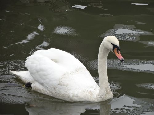 swan lake nature