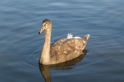 swan water animals