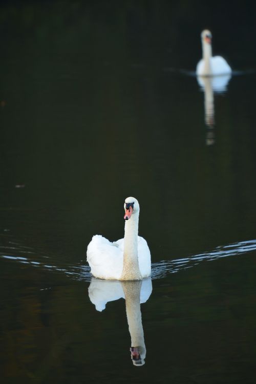 swan nature swans