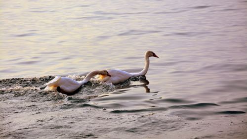 swan follow love