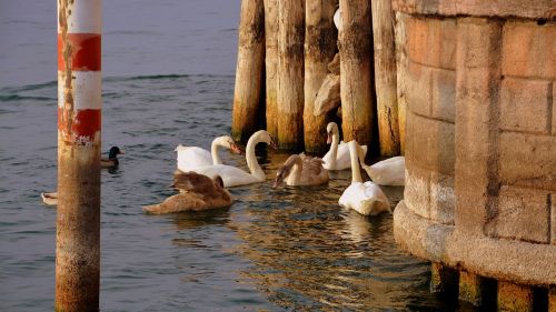 swan meeting play