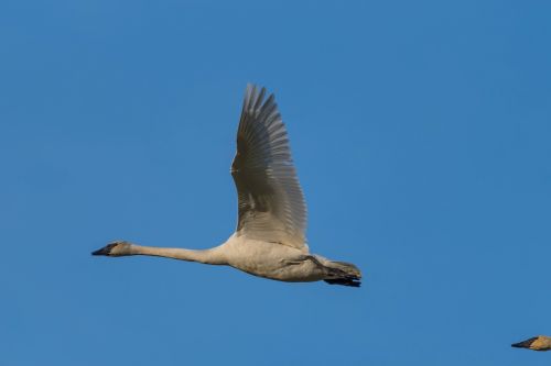 swan trumpeter dorthy roi white