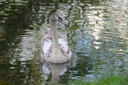 swan cygnet grey swan
