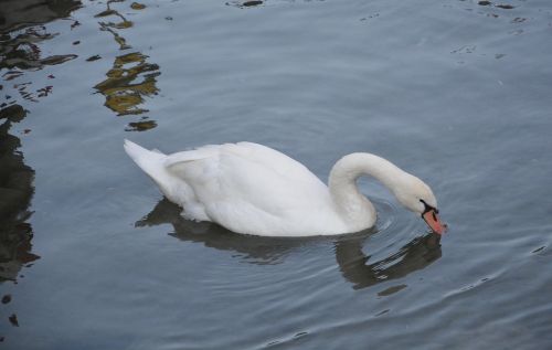 swan big bird water white swan