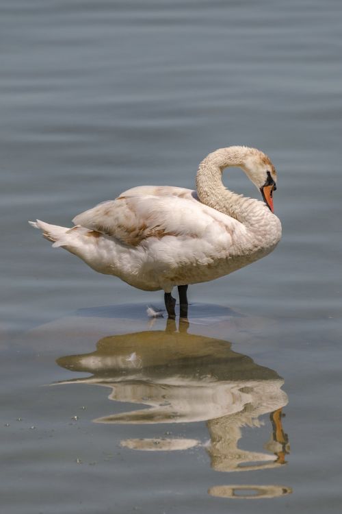 swan animal relax
