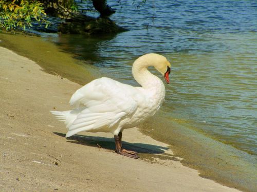 swan waterfowl white bird