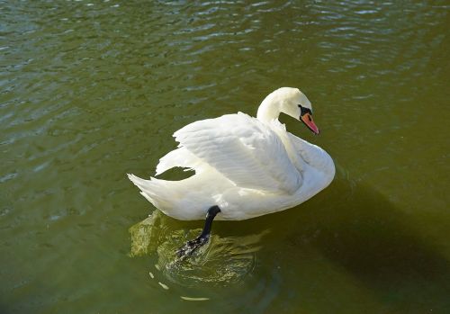 swan pond water