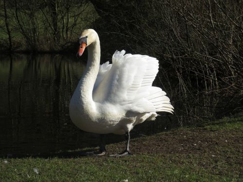 swan bird white