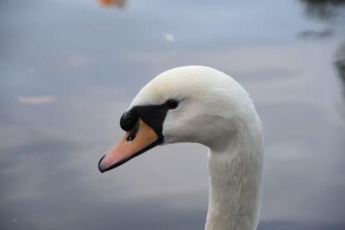 swan the white swan animal