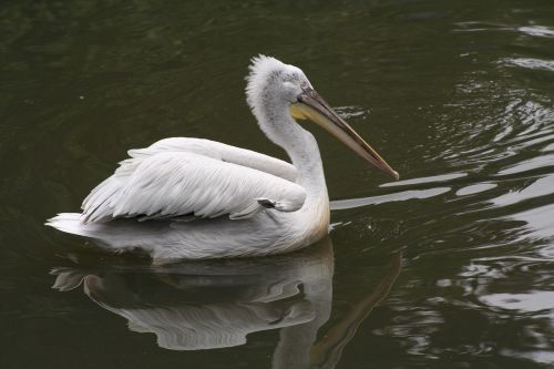 swan water swim