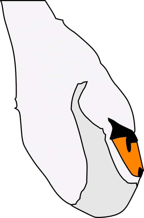 swan fowl water