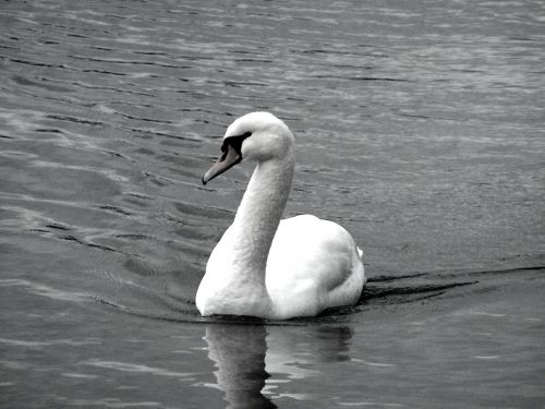 swan annecy lake