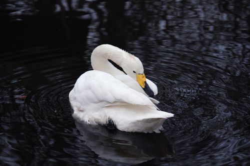 swan beauty birds