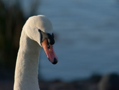 swan nature white