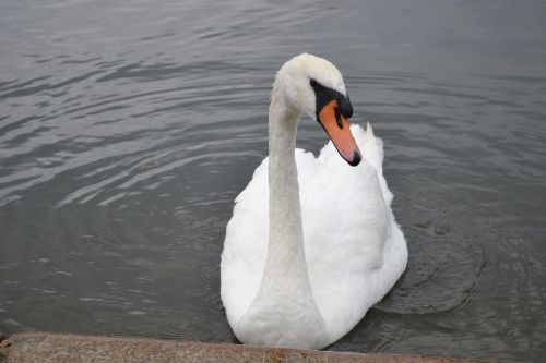 swan photogenic photogenic swan