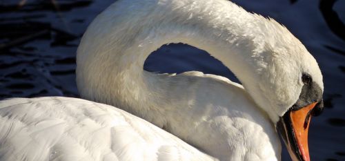 swan feather neck