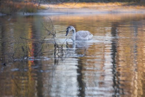 swan gray swan bird