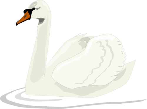 swan bird swimming